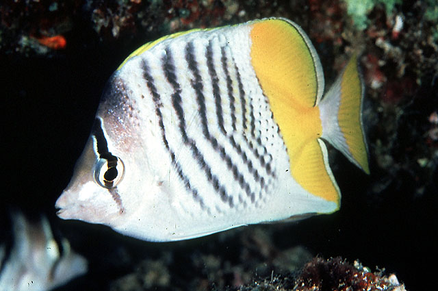 Chaetodon mertensii (Pesce farfalla di Mertens)